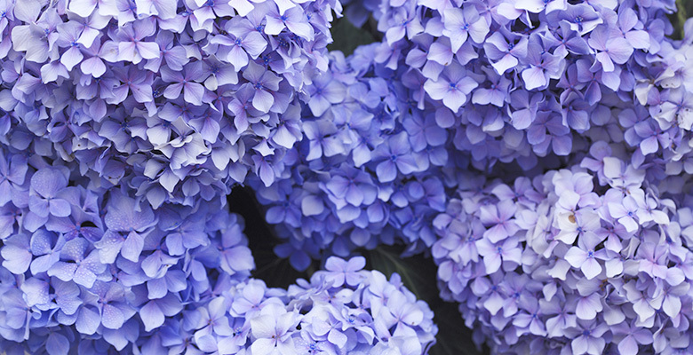 Meaning Of The Color Purple